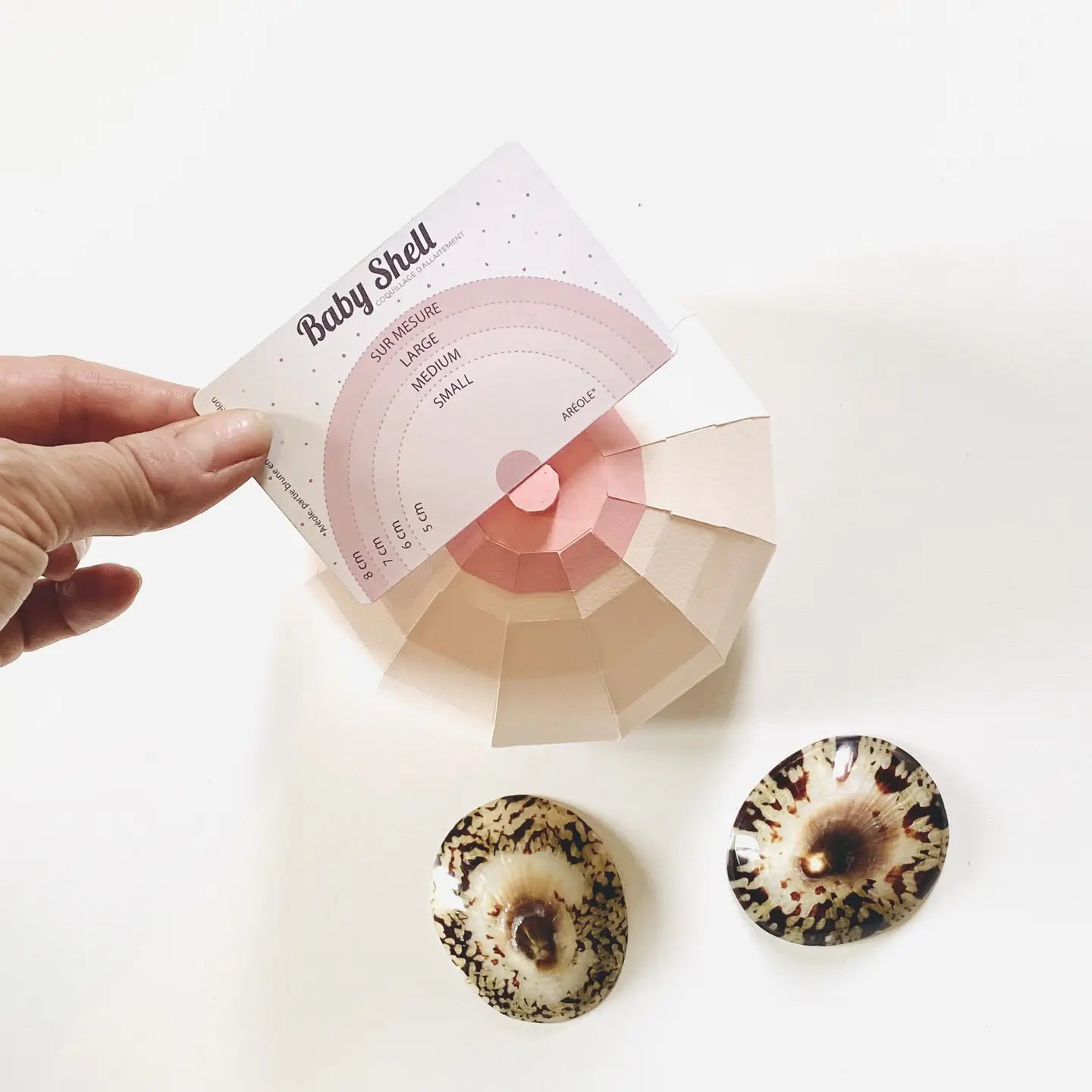 Hand holding a shell size chart with two shells on a white background