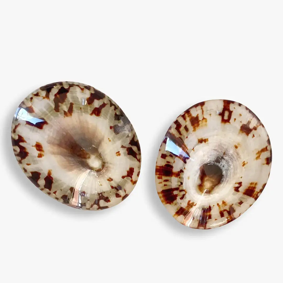 Two sea shells with brown and white pattern on a light gray background